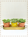 Good Earth Gift Set