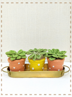 Good Earth Gift Set